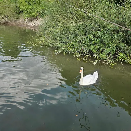 Dream 2 Relax Urlaub Im Hausboot Am Rhein Botel